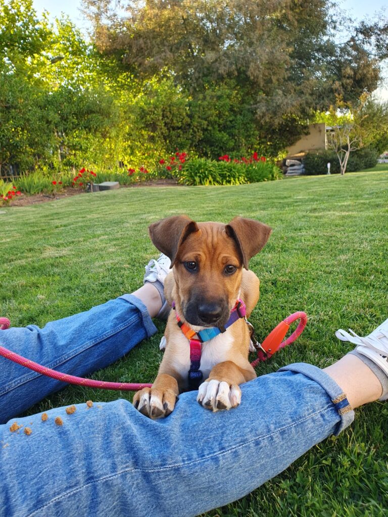 Nelly Perro en el pasto