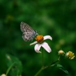A butterfly gently perched on a white daisy in Guadalajara, Mexico with lush green background.