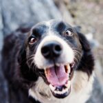 Playful Border Collie looking up with a joyful expression and tongue out.